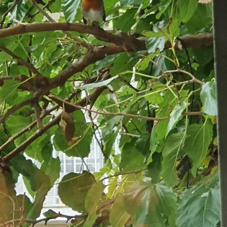 Emilios House * Dhërmi